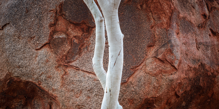 Ghost Gum