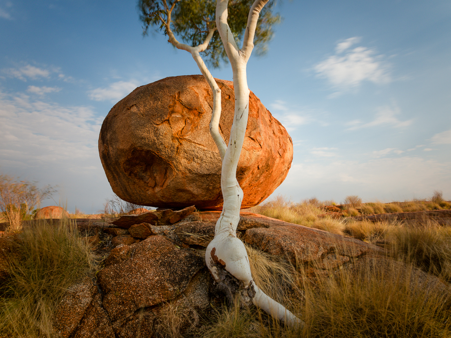 Ghost Gum