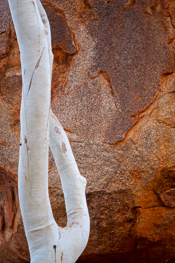 Ghost Gum