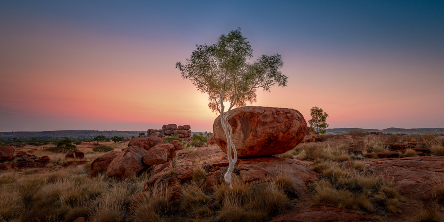 Ghost Gum