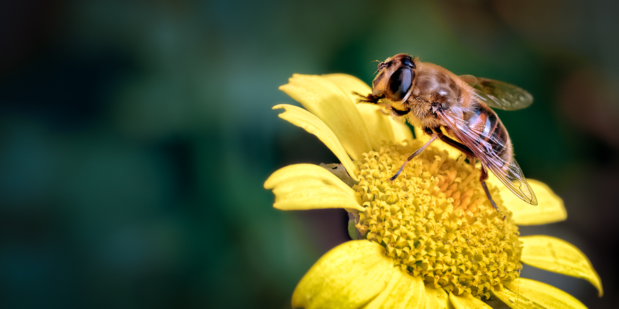 Flies