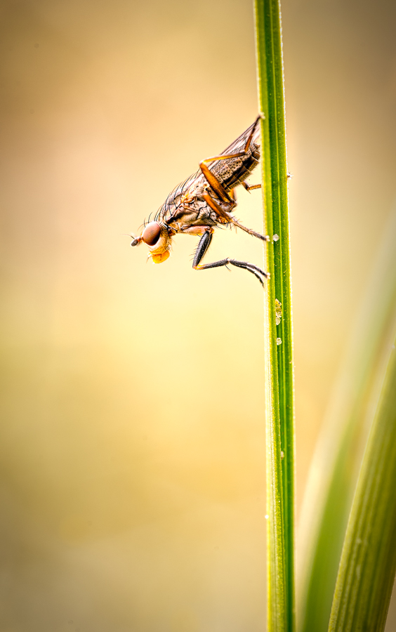 Flies