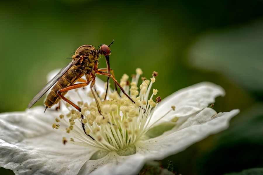 Flies