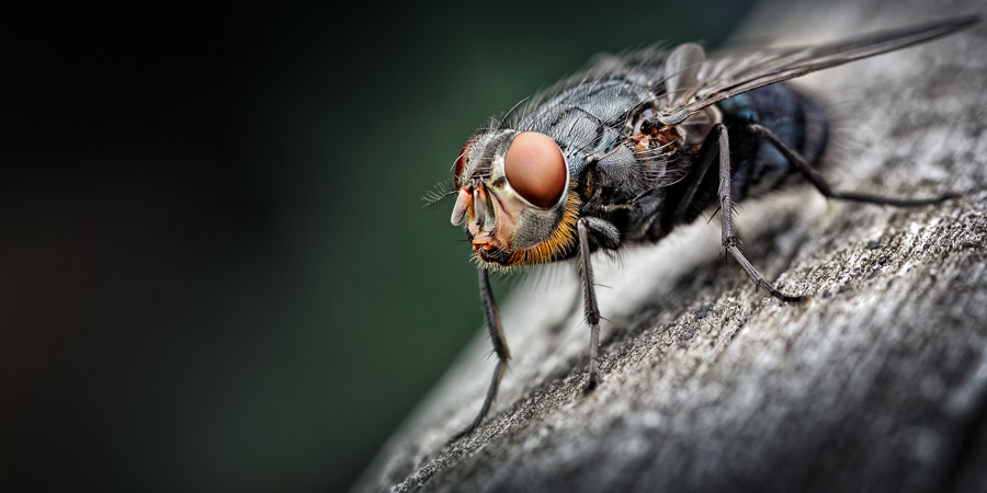 Flies
