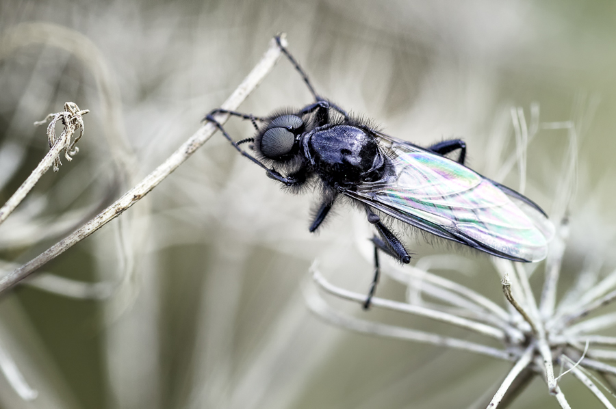 Flies