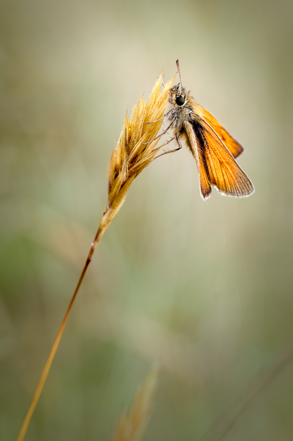 Butterflies