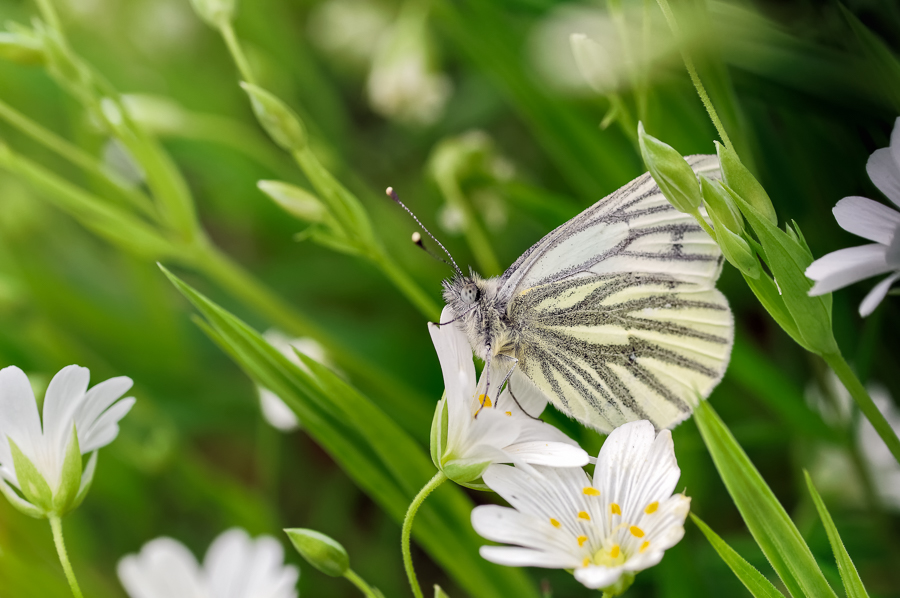 Butterflies