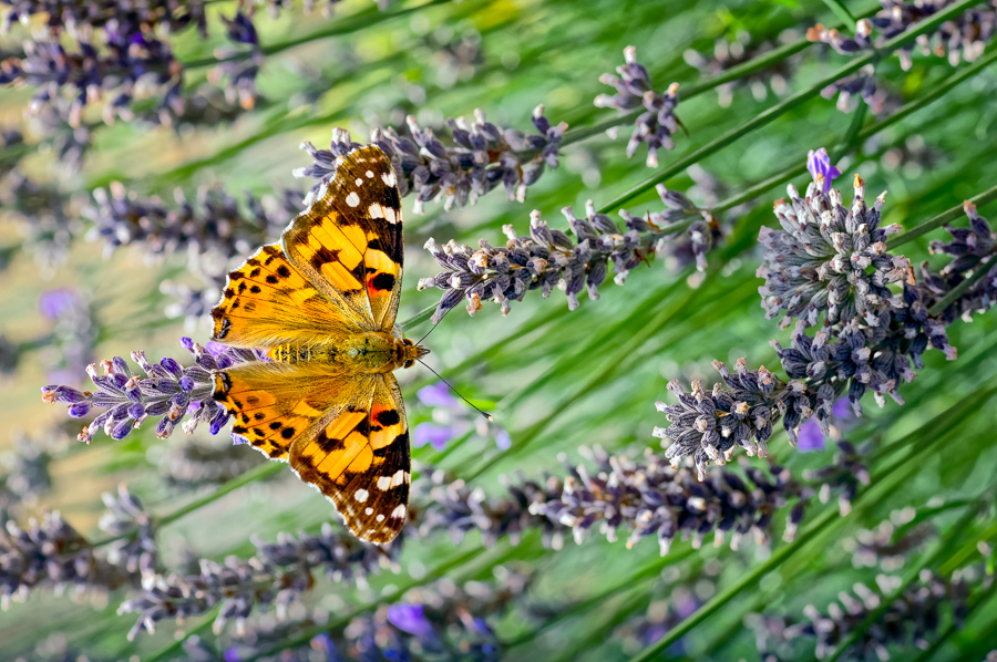 Butterflies