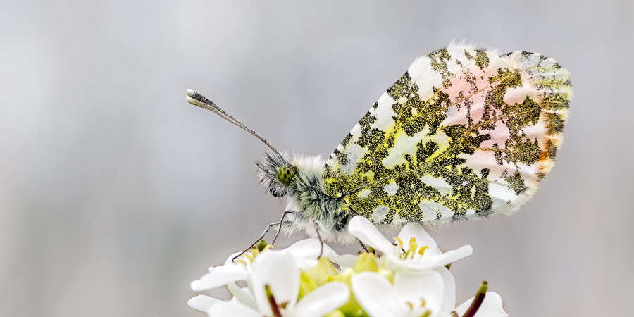 Butterflies
