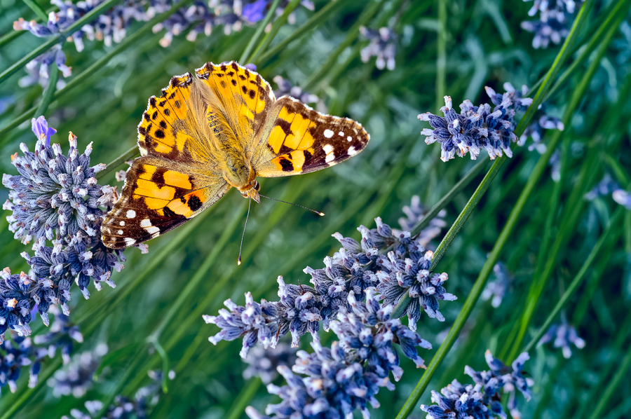 Butterflies