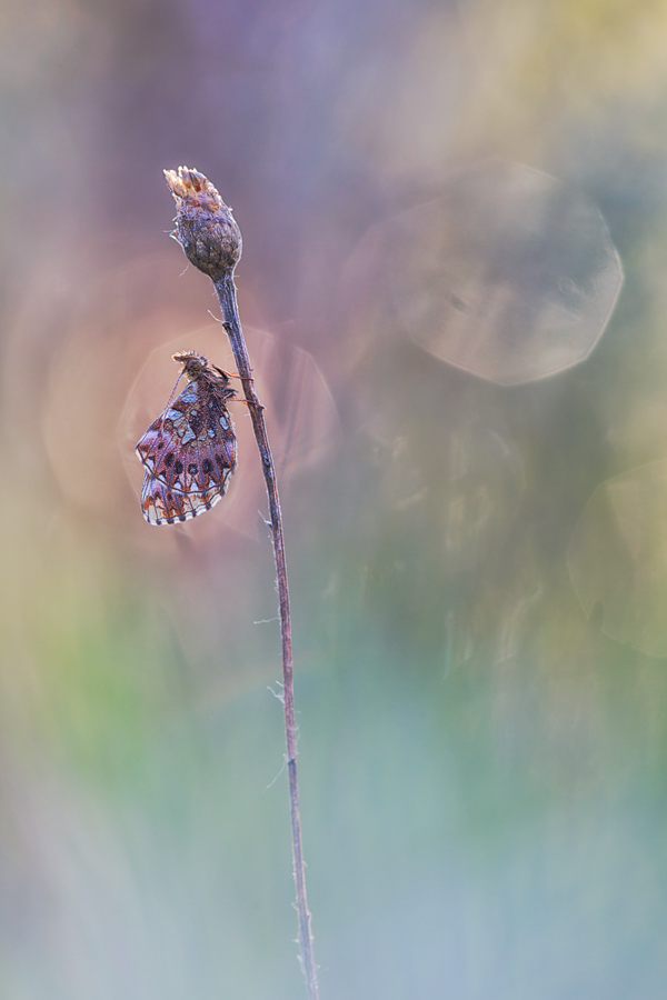 Fairytale Macro World