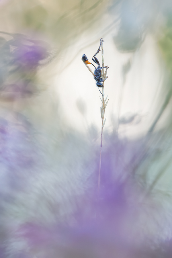 Fairytale Macro World