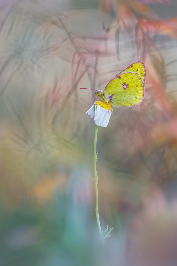 Fairytale Macro World