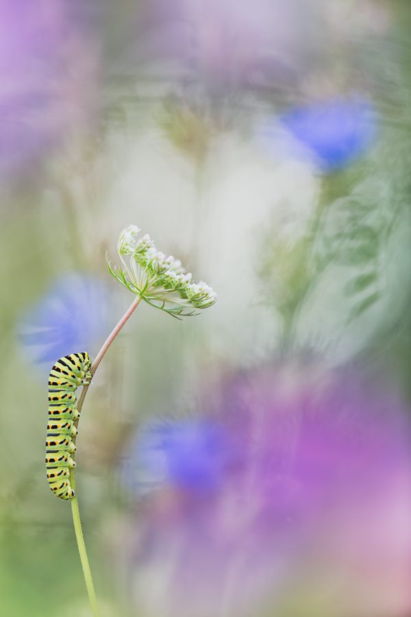 Fairytale Macro World