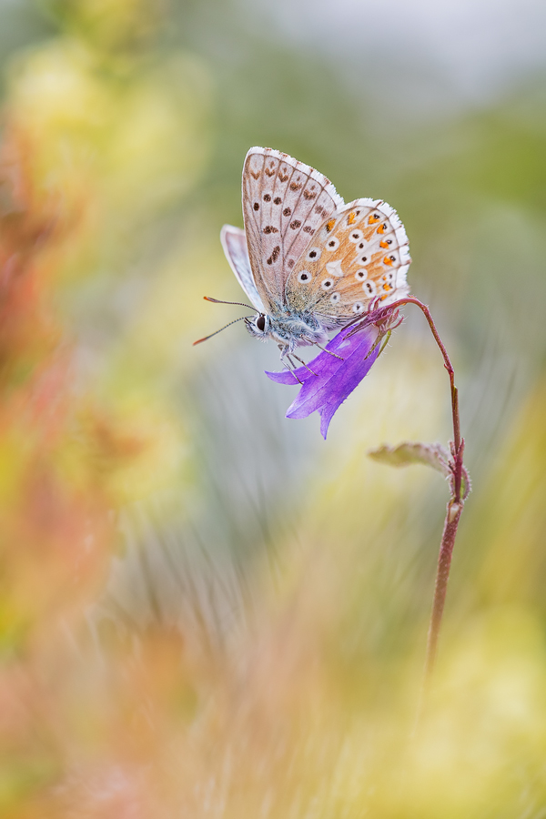 Fairytale Macro World