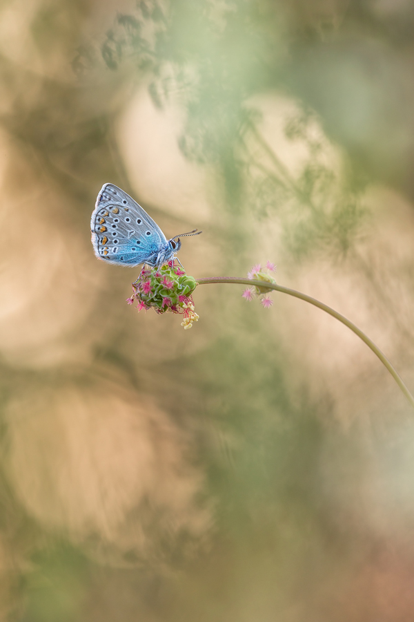 Fairytale Macro World