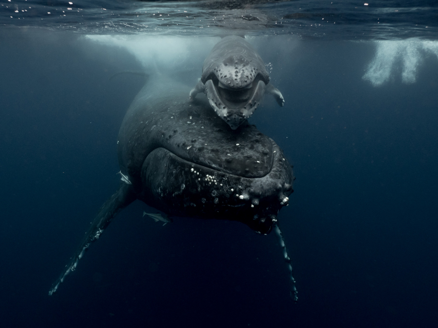 Smiling humpback whale 