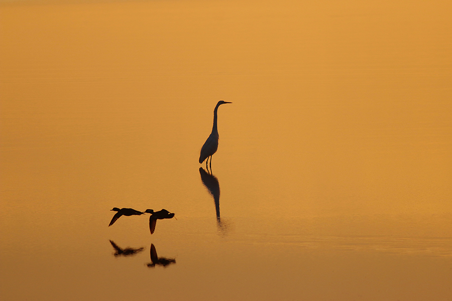 Three Birds