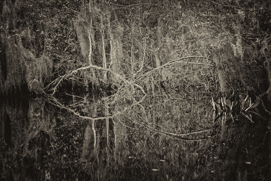 Water Trees