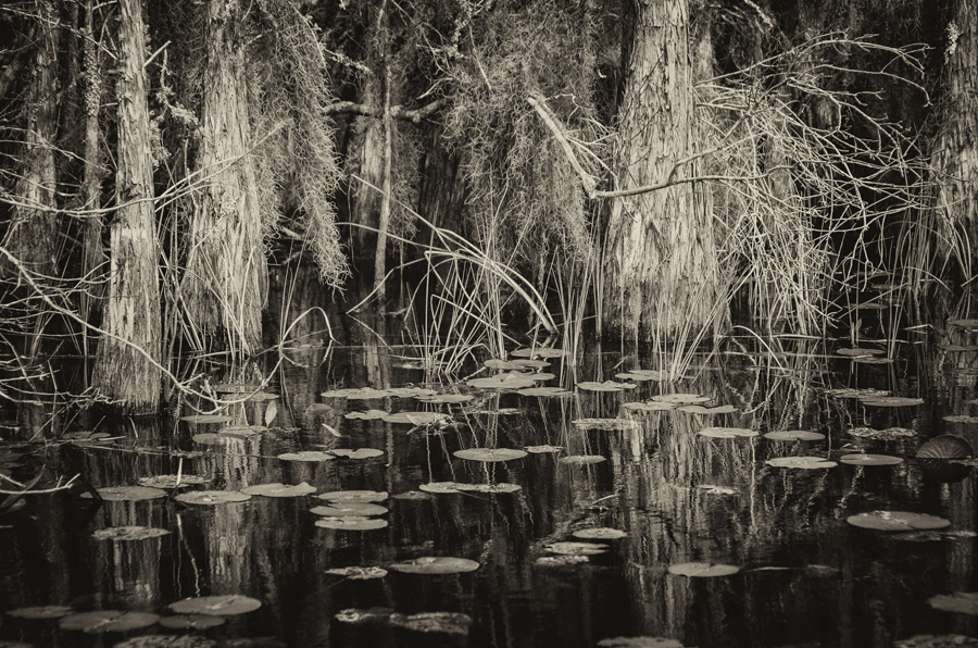 Water Trees