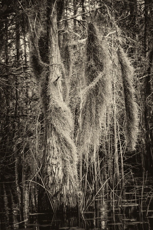 Water Trees