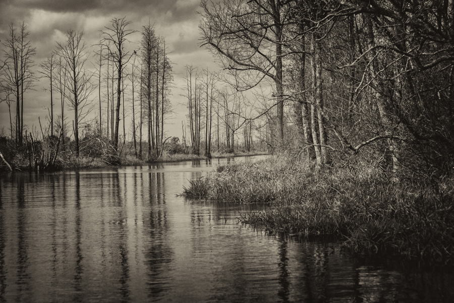 Water Trees