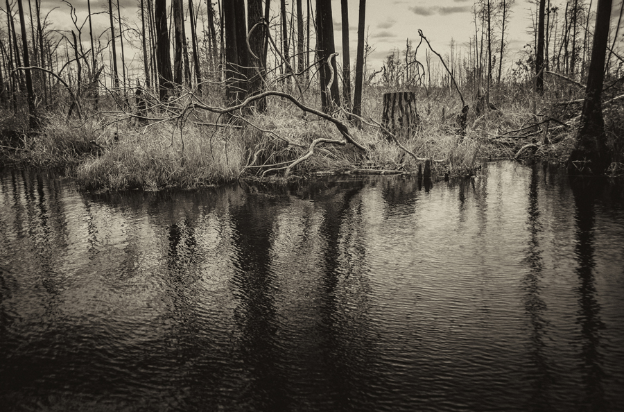 Water Trees