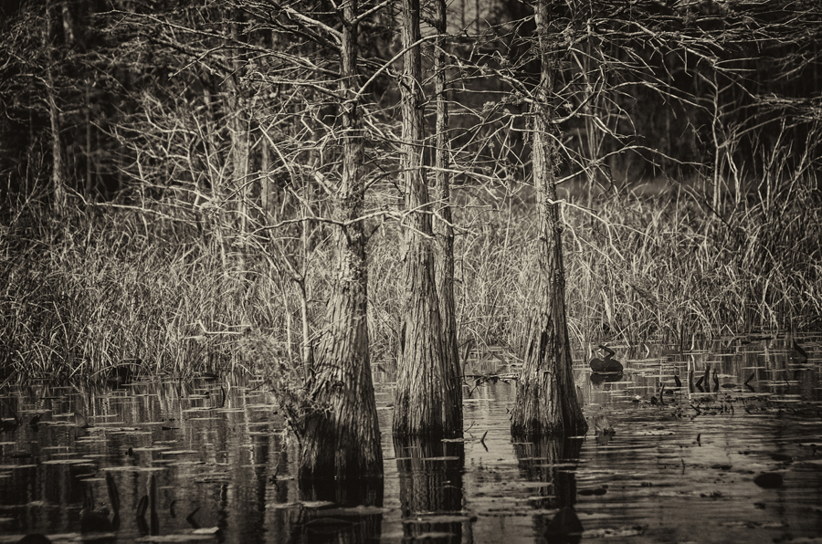 Water Trees