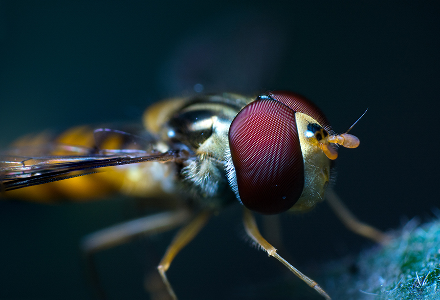 Hidden Allure in Small World
