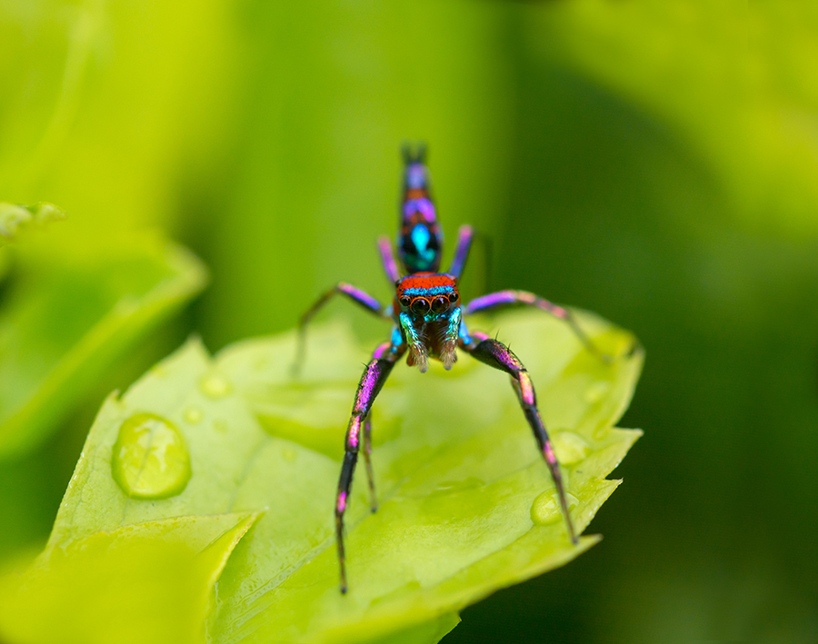 Hidden Allure in Small World