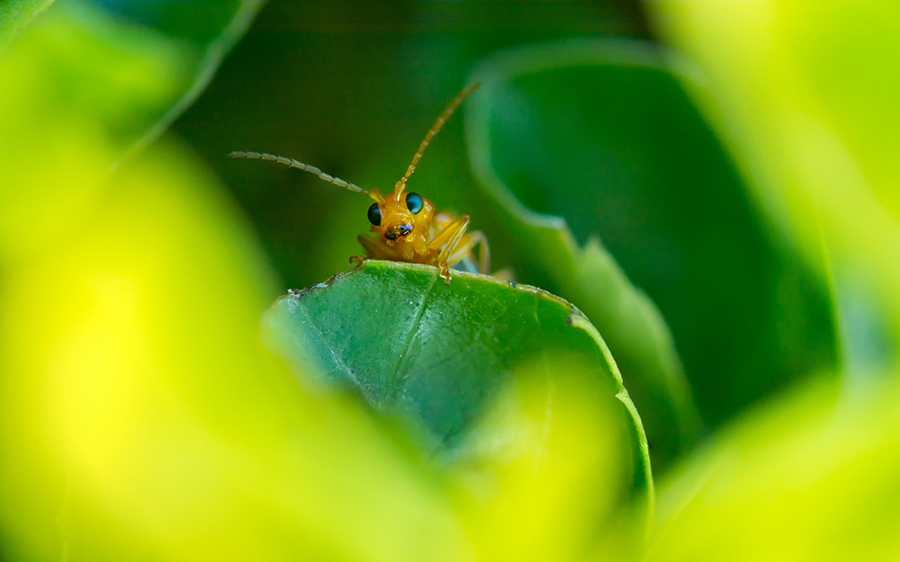 Hidden Allure in Small World