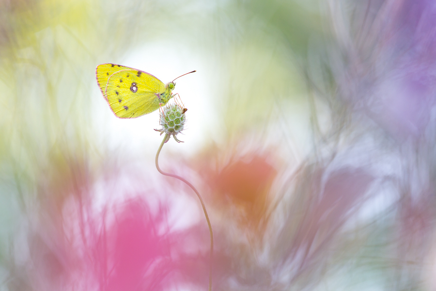 Watercolored summerdreams