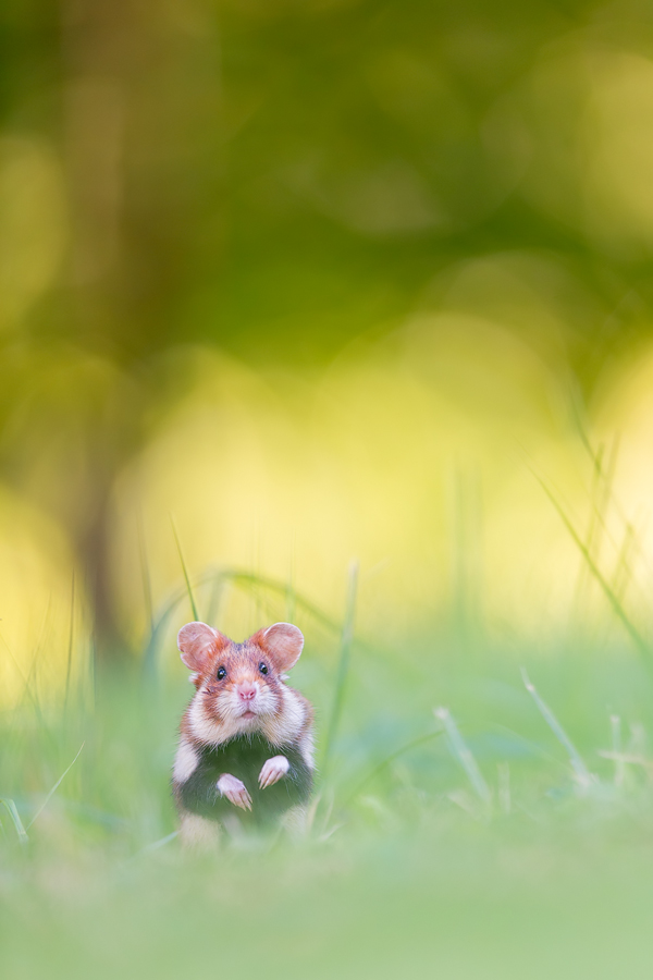 Evening Encounter