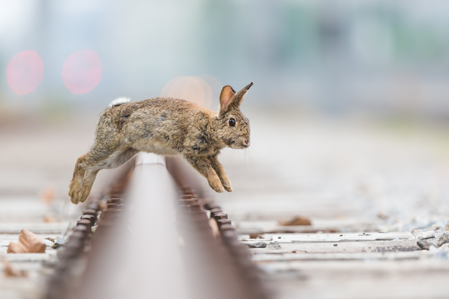 Urban rabbits