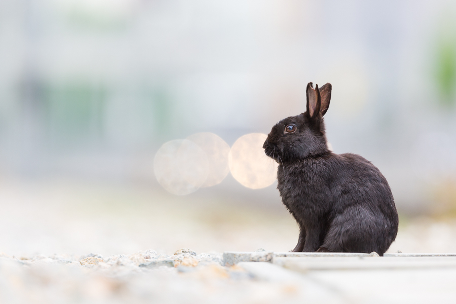 Urban rabbits