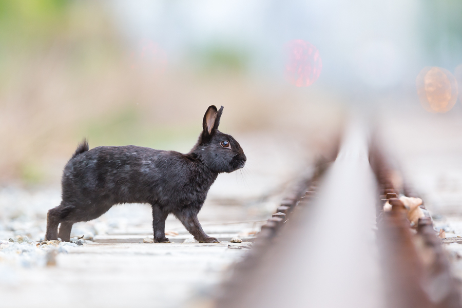 Urban rabbits