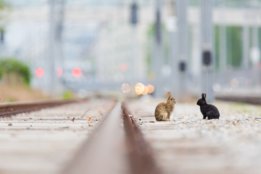 Urban rabbits
