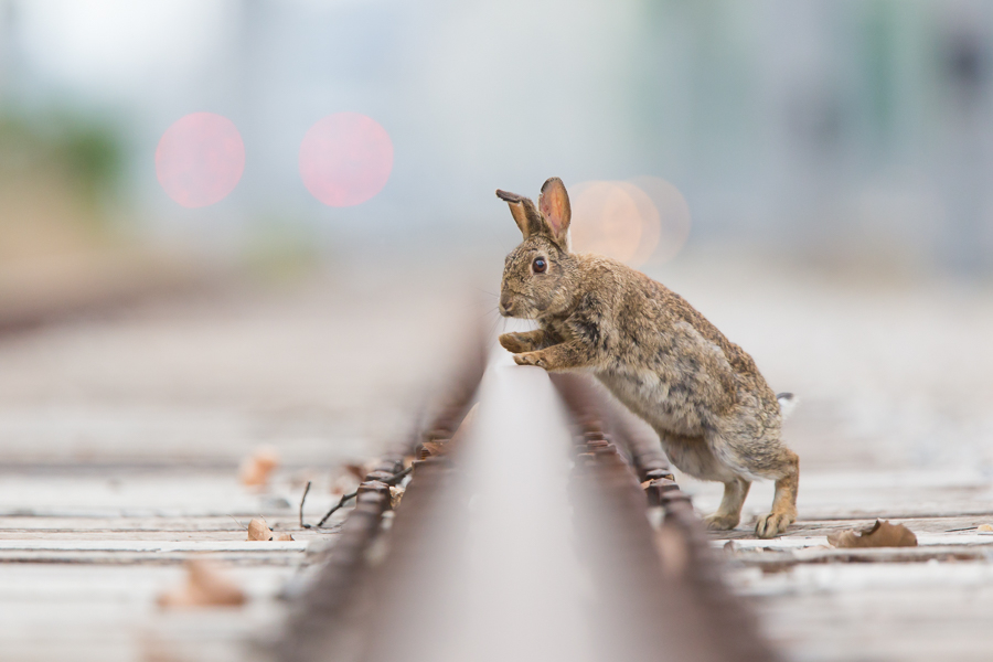 Urban rabbits