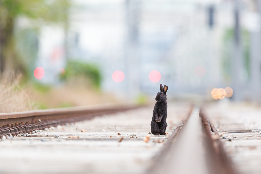 Urban rabbits