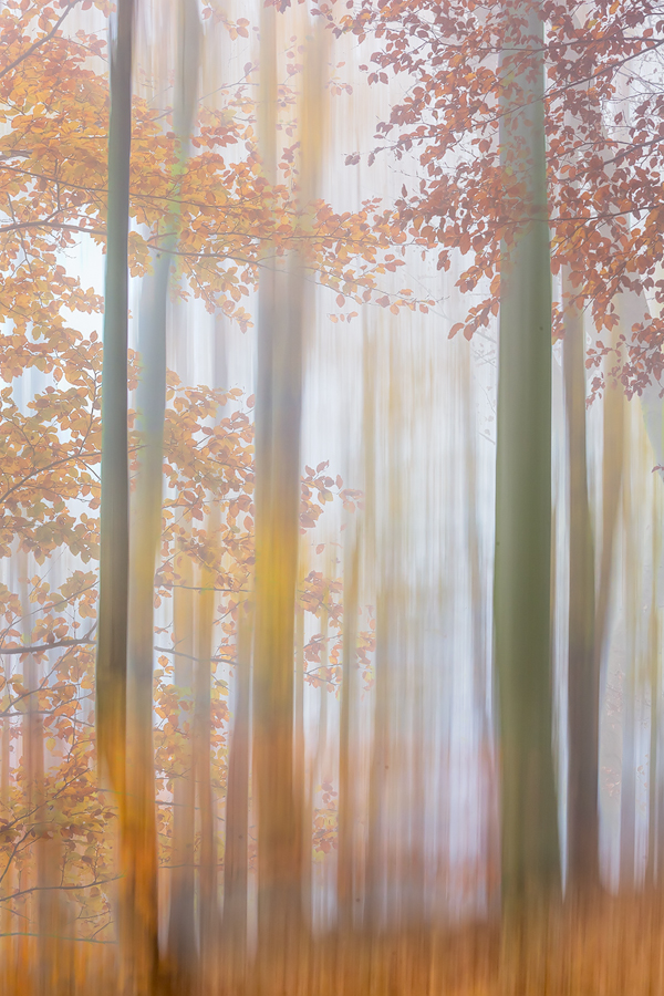 Forest's Soul