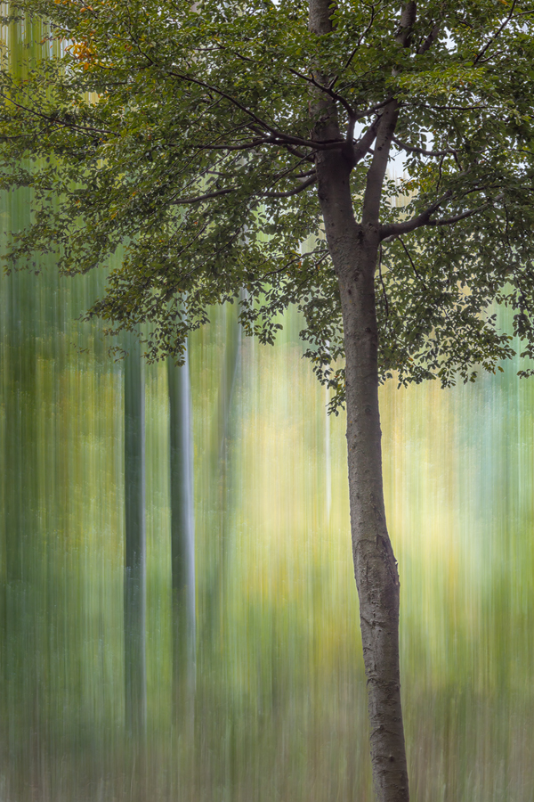 Forest's Soul
