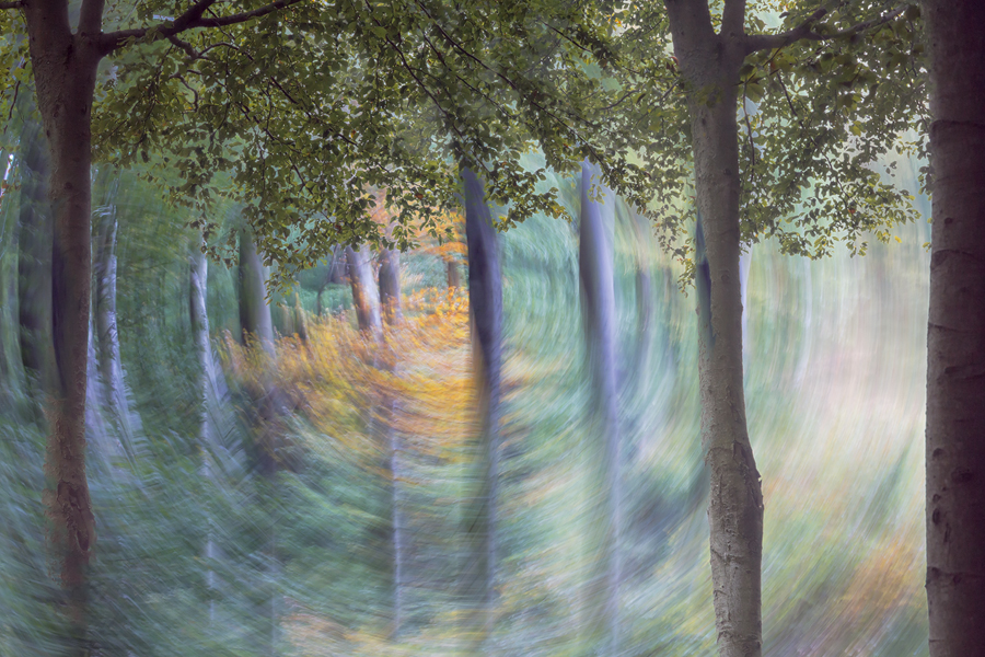 Forest's Soul