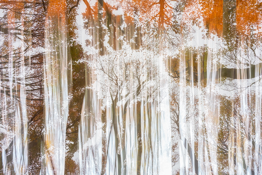 Forest's Soul