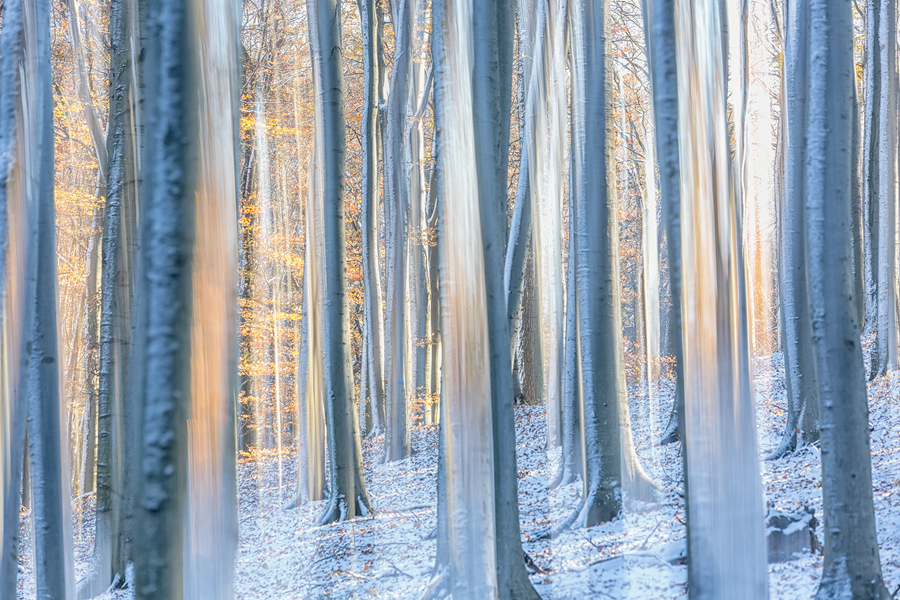 Forest's Soul