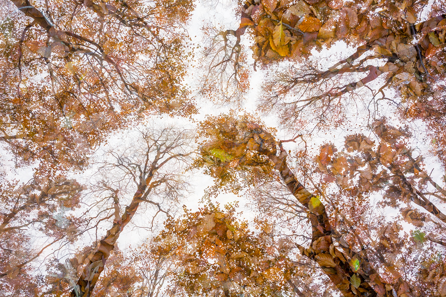 Forest's Soul