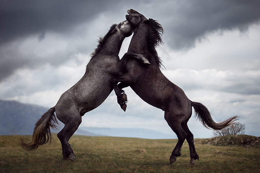 Wild Things