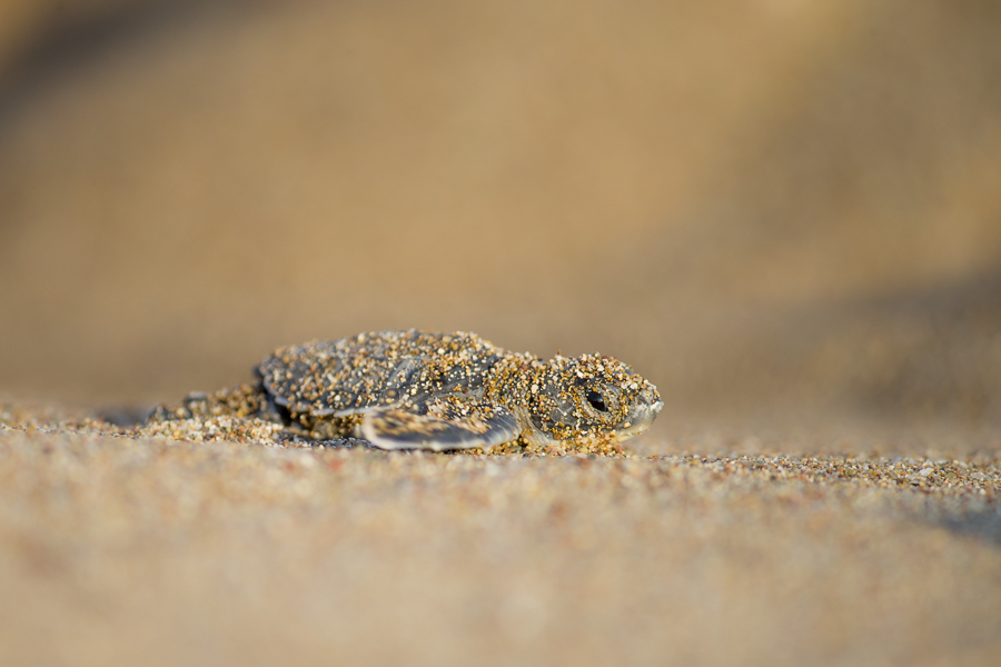 (untitled)