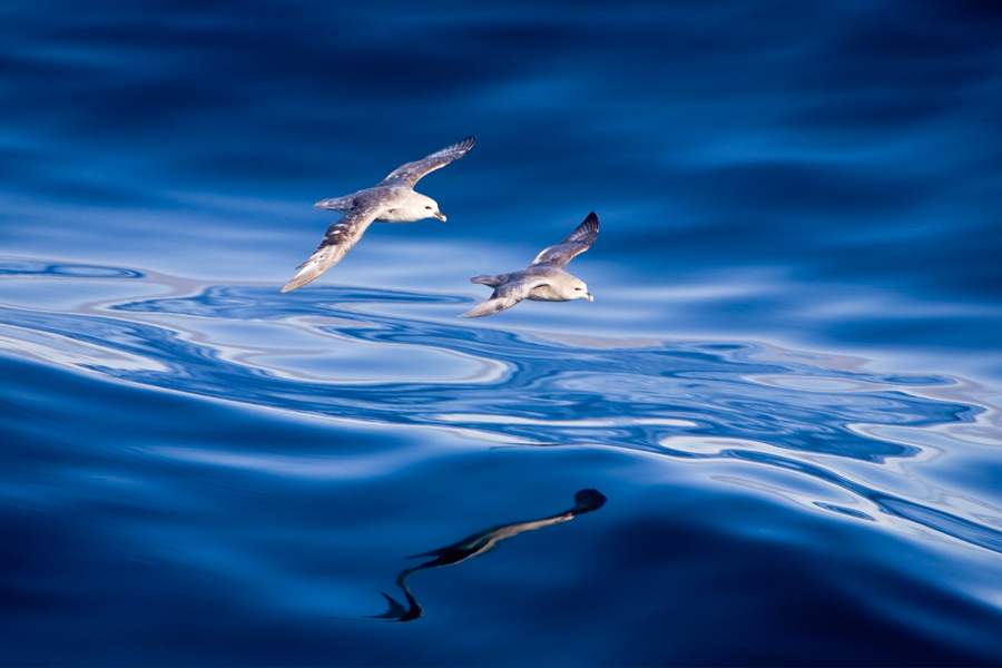 A pair of fulmars glide over the Arctic Sea