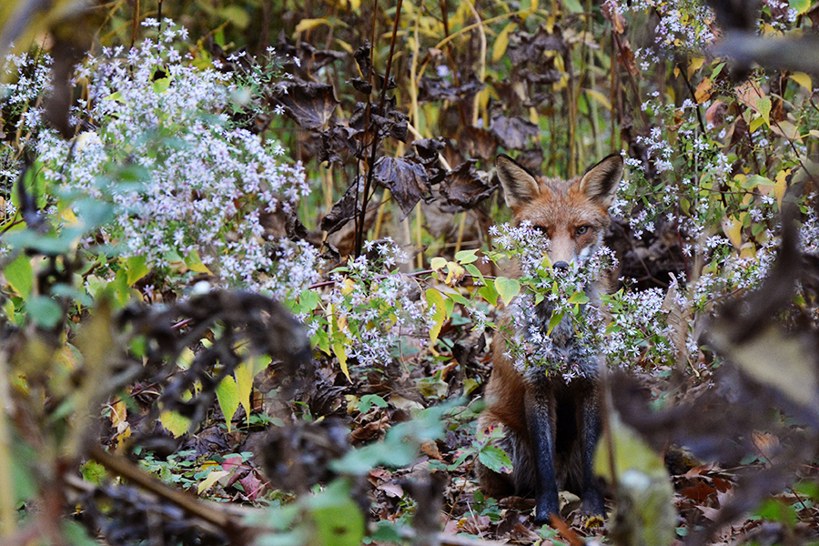 secret life in an urban park