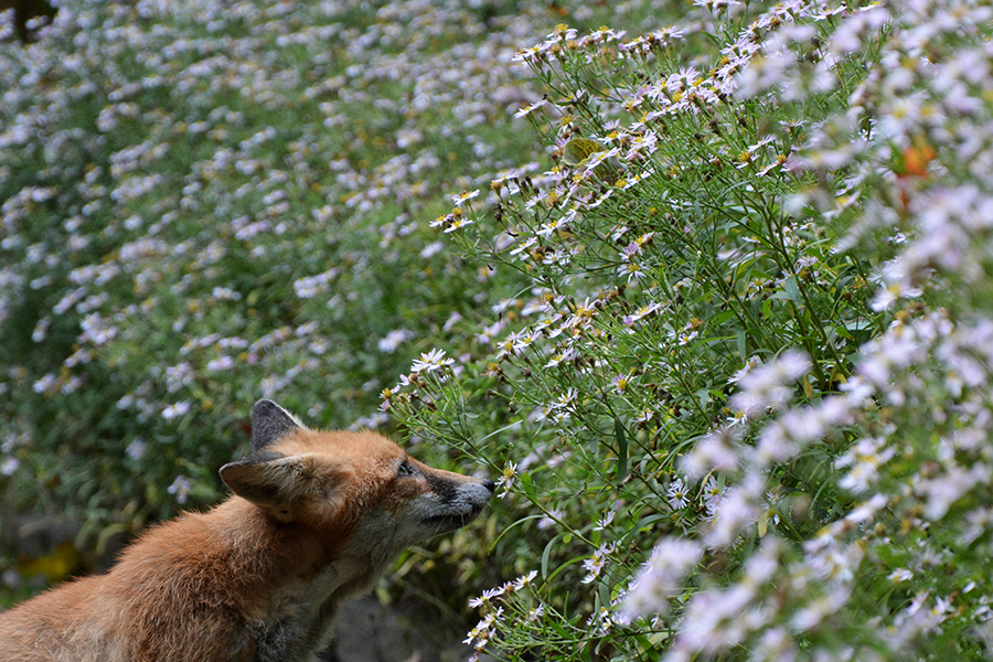 secret life in an urban park